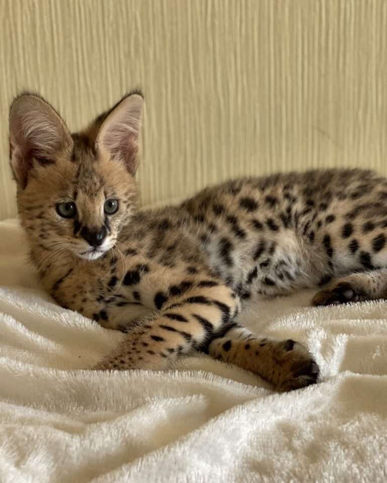 a cat lying on a blanket