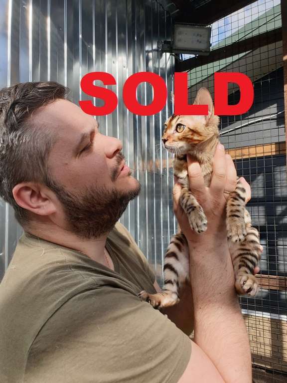 Man holding sold Savannah kitten