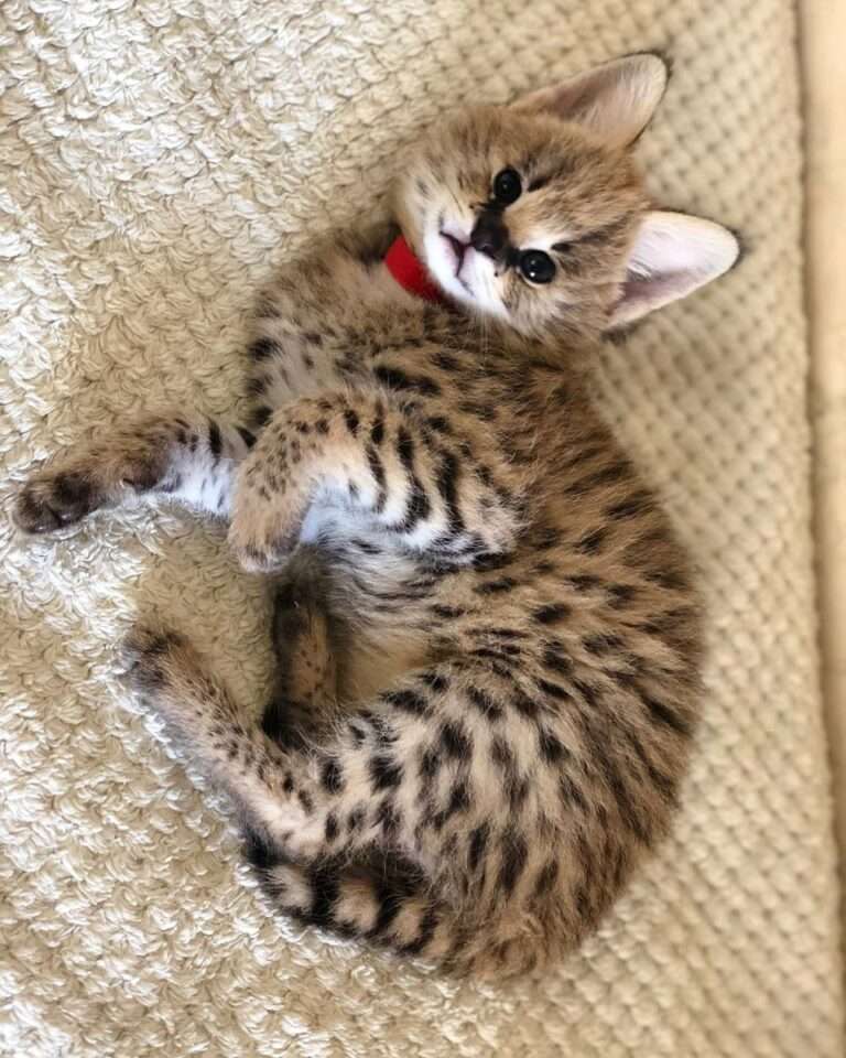 Savannah Kitten on the bed