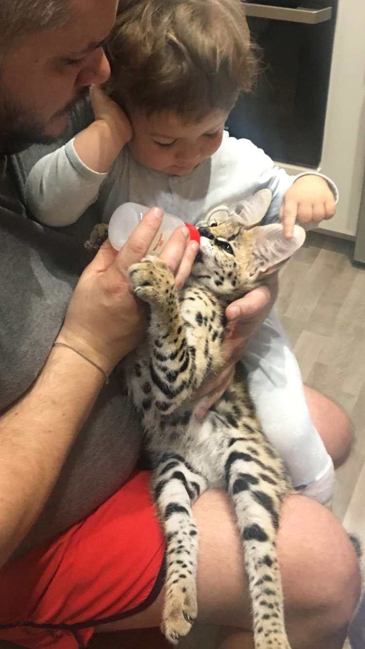 Savannah kitten being fed by a man and son