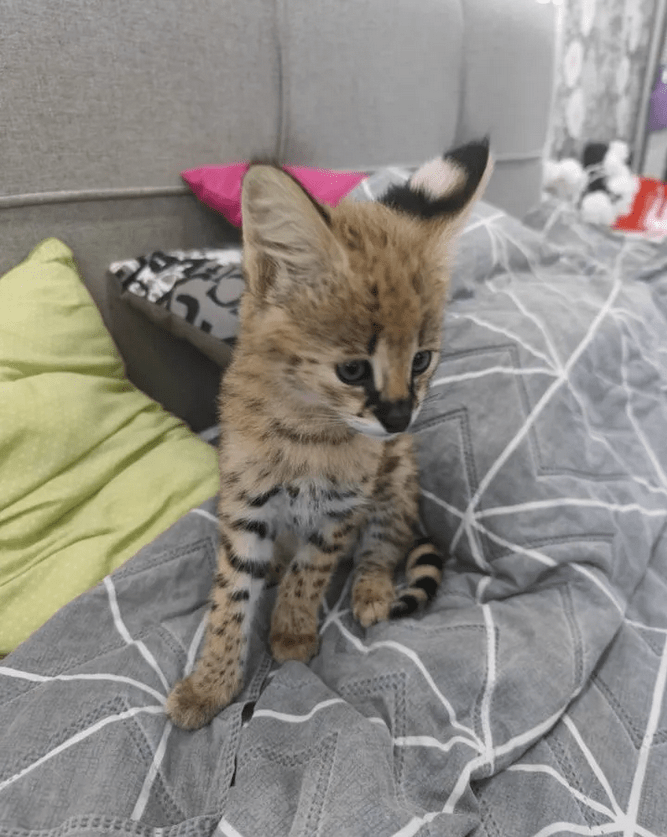 a Savannah cat sitting on a bed