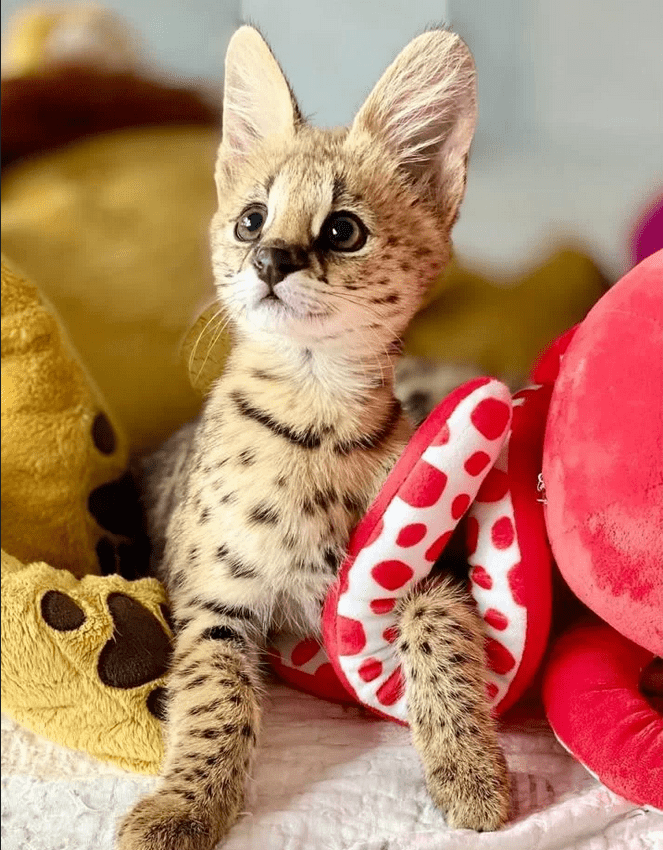 one of the playful Savannah F1 Kittens For Sale, characterized by its distinctive spotted coat and long legs, is nestled comfortably with a red and white stuffed animal.