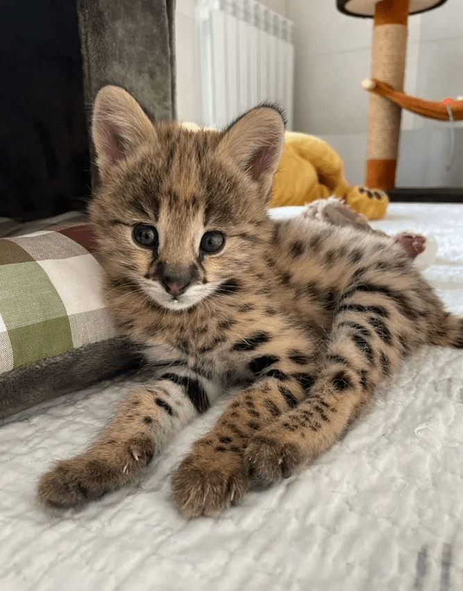 Savannah cat lying on a bed