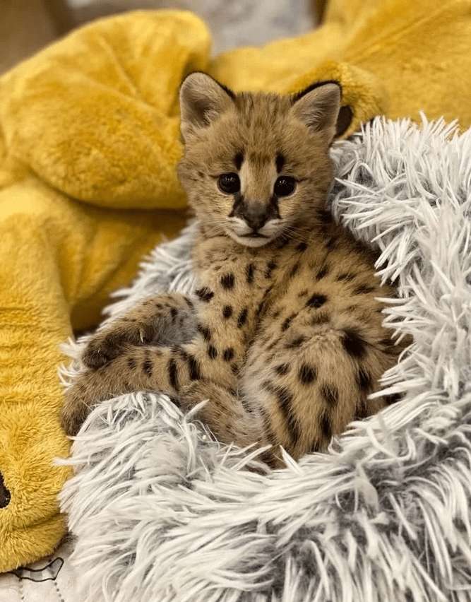 a small Savannah cat in a blanket