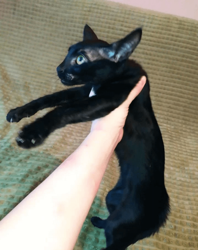 A hand gently cradling a small black Savannah kitten