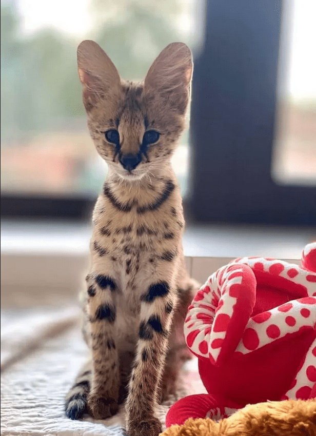 A lively Savannah F1 kitten sitting gracefully on a soft, textured blanket.