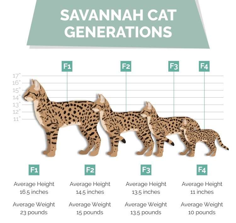 Savannah cat different generations and sizes